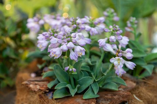 Funkia Hosta 'Blue Mouse Ears' W DONICZCE 2L, NIEBIESKIE LIŚCIE Miniaturka na Arena.pl