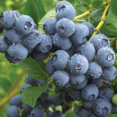 Borówka Amerykańska CHANDLER 2L 30-50cm Najlepsza Ogromne Owoce