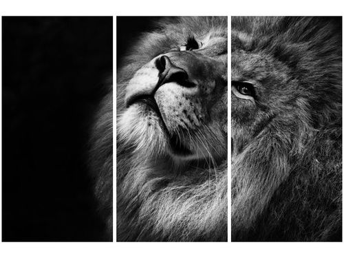 60 90CM OBRAZ 3 ELEM SREBRNY LEW DRUK PŁÓTNO RAMA na Arena.pl