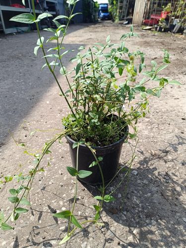 JAŚMIN różowy - sadzonki 10 / 20 cm na Arena.pl