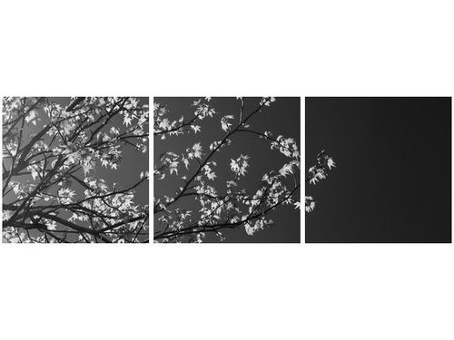 90X30CM MŁODE DRZEWO FEANS TRÓJ OBRAZ na Arena.pl