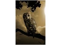 40X60CM SOWA GAŁĘZI OBRAZ