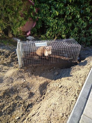 ŻYWOŁAPKA PUŁAPKA NA KUNY SZCZURY ŁASICE NORKI TCHÓRZE ŁASKI ŁAPKA na Arena.pl