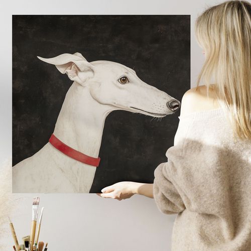 Obraz na płótnie biały pies chart 80x80 cm na Arena.pl