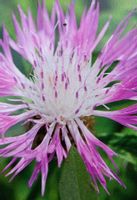 Chaber białawy na łączkę kwietną