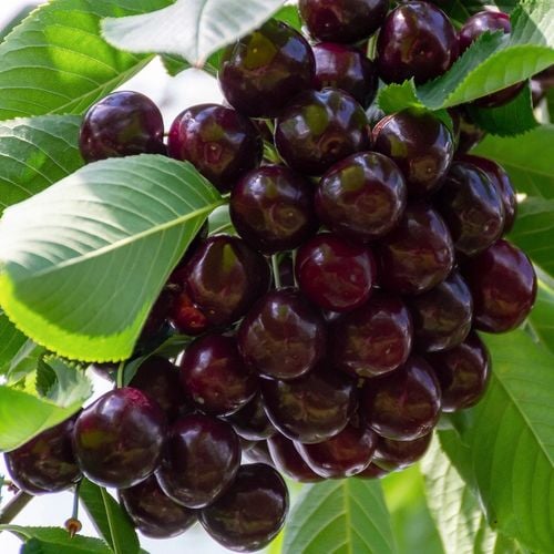 DRZEWKA OWOCOWE CZEREŚNIA BURLAT DUŻE CIEMNE OWOCE SŁODKA SADZONKI CZEREŚNI na Arena.pl