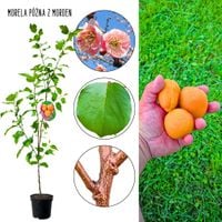 Morela Późna z Morden wysoka mrozoodporność 100-150 cm
