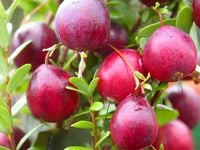 ŻURAWINA WIELKOOWOCOWA DUŻA SADZONKA ODPORNA MRÓZ