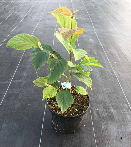 Oczar pośredni Westerstede C2 na Arena.pl