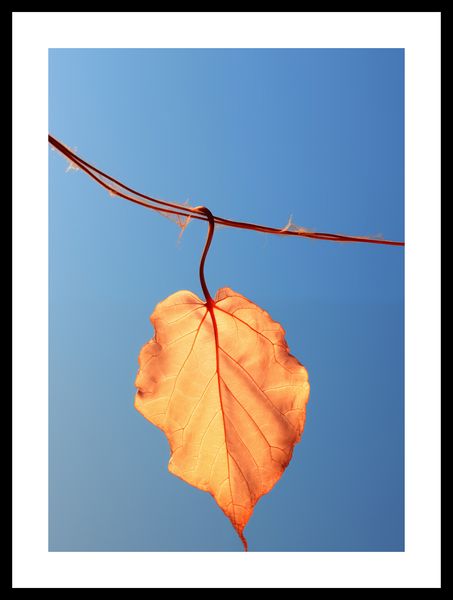 Plakat 29,7x42cm Ostatni Liść zdjęcie 3
