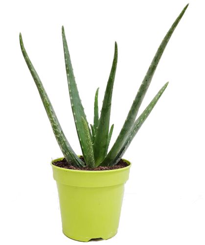 Aloes ALOE VERA 50 cm na Arena.pl