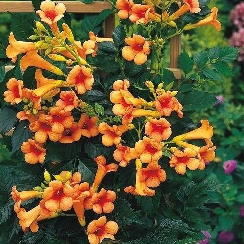 Frezje Milin amerykański Judy P9 na Arena.pl