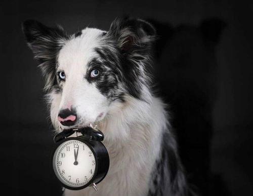 CBD 4% OLEJEK KONOPNY DLA PSÓW PSA KOTÓW KOTA 30ml FULL SPECTRUM CERTYFIKAT na Arena.pl