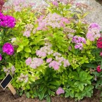 Tawuła japońska GOLDEN PRINCESS Żółta Różowe kwiaty Na rabaty Sadzonki P9