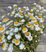 NASIONA Złociszek WIekuistka 1g Kwiaty 410046