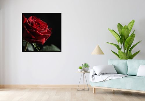 Plakat 90x90cm Róża w Półcieniu na Arena.pl