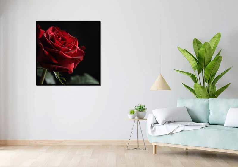 Plakat 90x90cm Róża w Półcieniu zdjęcie 4