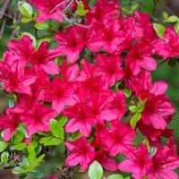 Azalia japońska EXCELSIOR Różowa miniatura Na skalniak Do cienia Sadzonki