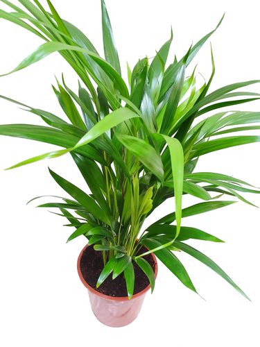 PALMA AREKA ARECA na Arena.pl