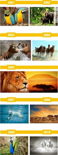 FOTOTAPETA zwierzęta brodzące FLAMINGI animacja na Arena.pl