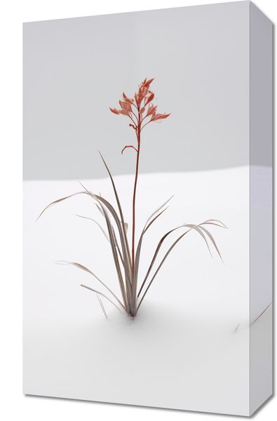 Obraz 30x50cm Subtelność Natury zdjęcie 1