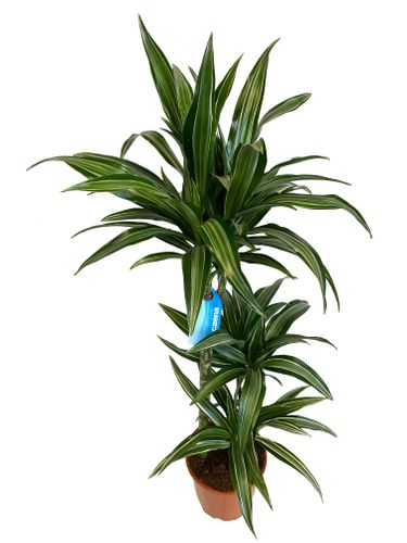 Dracena ULISES 105 cm na Arena.pl