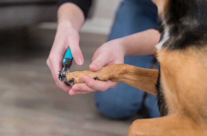 Obcinaczki Do Pazurów Psa Gilotynki Cęgi 12cm Trixie zdjęcie 2