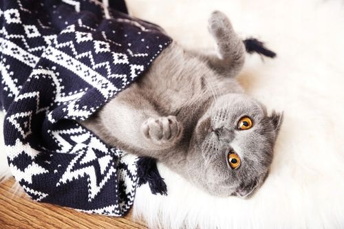 FRENDI Puszka karma mokra dla kota mix smaków 24 x 400g na Arena.pl