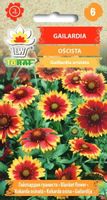 Gailardia oścista bylina na wysokie rabaty 1 g