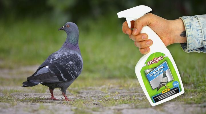 ZESTAW DO ODSTRASZANIA PTAKÓW GOŁĘBIE WRÓBLE MEWY zdjęcie 9