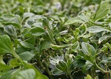 Runianka japońska Variegata - Pachysandra terminalis na Arena.pl