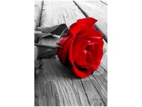 OBRAZ RED ROSE