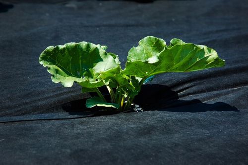 AGROWŁÓKNINA UV P-150G/M2 1,6x10m CZARNA GRUBA na Arena.pl