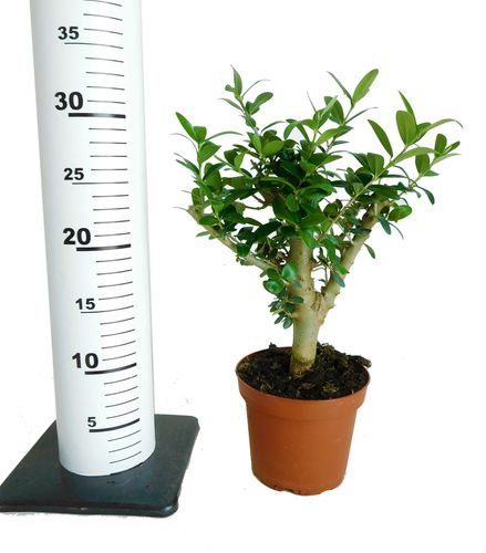 DRZEWKO OLIWNE (OLIWKA) 30cm na Arena.pl
