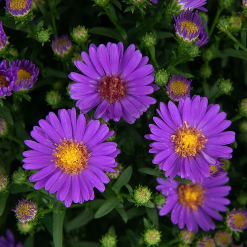Aster nowobelgijski 'Believer Purple' Fioletowy Michałek Marcinek 1.0L na Arena.pl