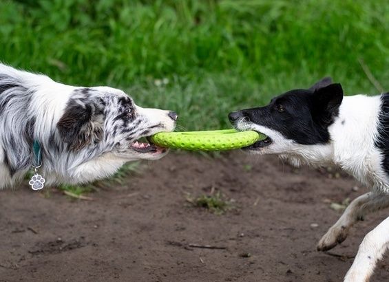 Kiwi Walker Let's Play Frisbee Mini różowe zdjęcie 4