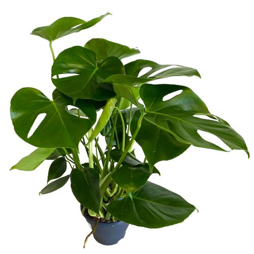 MONSTERA DZIURAWA DELICIOSA 80cm na Arena.pl