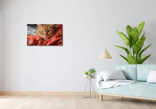 Obraz 70x40cm Mruczący Spokój na Arena.pl