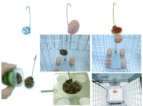 żywołapka pułapka na koty kuny bardzo szybka na Arena.pl