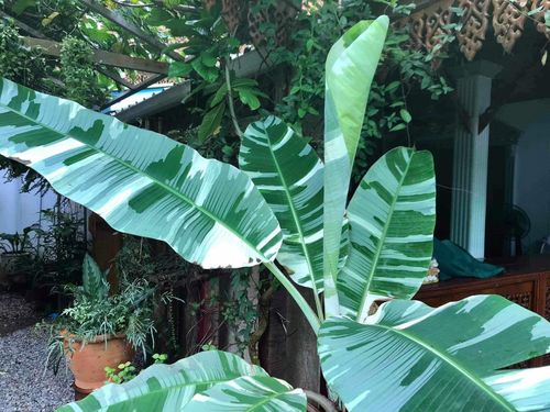 Bananowiec Florida Variegata 30-50cm P10 na Arena.pl
