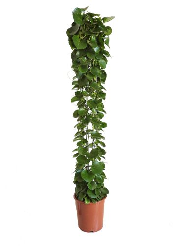 CISSUS ROTUNDIFOLIA wys.: 170cm na Arena.pl