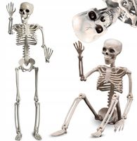 DUŻY SZKIELET CZŁOWIEKA MODEL KOŚCIOTRUP SZKIELETOR DEKORACJA 90CM XXL 1SZT