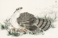 Plakat 86,4x56,8cm  Hawk-Eagle, Kashu Japoński Vintage do Salonu