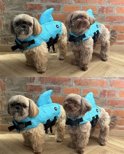 KAPOK KAMIZELKA RATUNKOWA DLA PSA do Wody Rekin XS Ubranko Pływania na Arena.pl