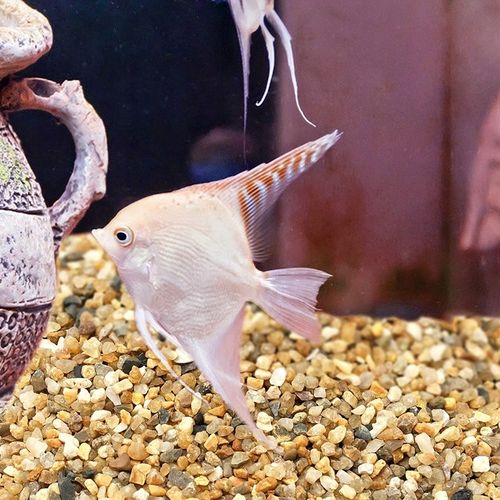 Żwirek do akwarium 0,8-2,0 mm żwir akwariowy naturalny z ATESTEM 20 KG na Arena.pl