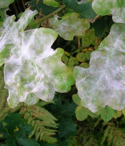 AMISTAR środek grzybobójczy szara pleśń mączniak rdza alternarioza 50ml na Arena.pl