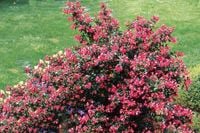 ESCALLONIA ESKALONIA Red Dream zimozielona - sadzonki 10 / 15 cm