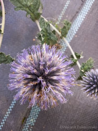 Przegorzan sadzonka rabata bylina suchy bukiet na Arena.pl