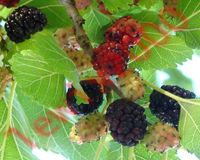 MORWA CZARNA Morus nigra NASIONA 6000 sztuk - 10g.