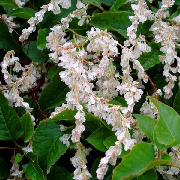 Rdestówka rdest Auberta Fallopia Aubertii P9 zdjęcie 4